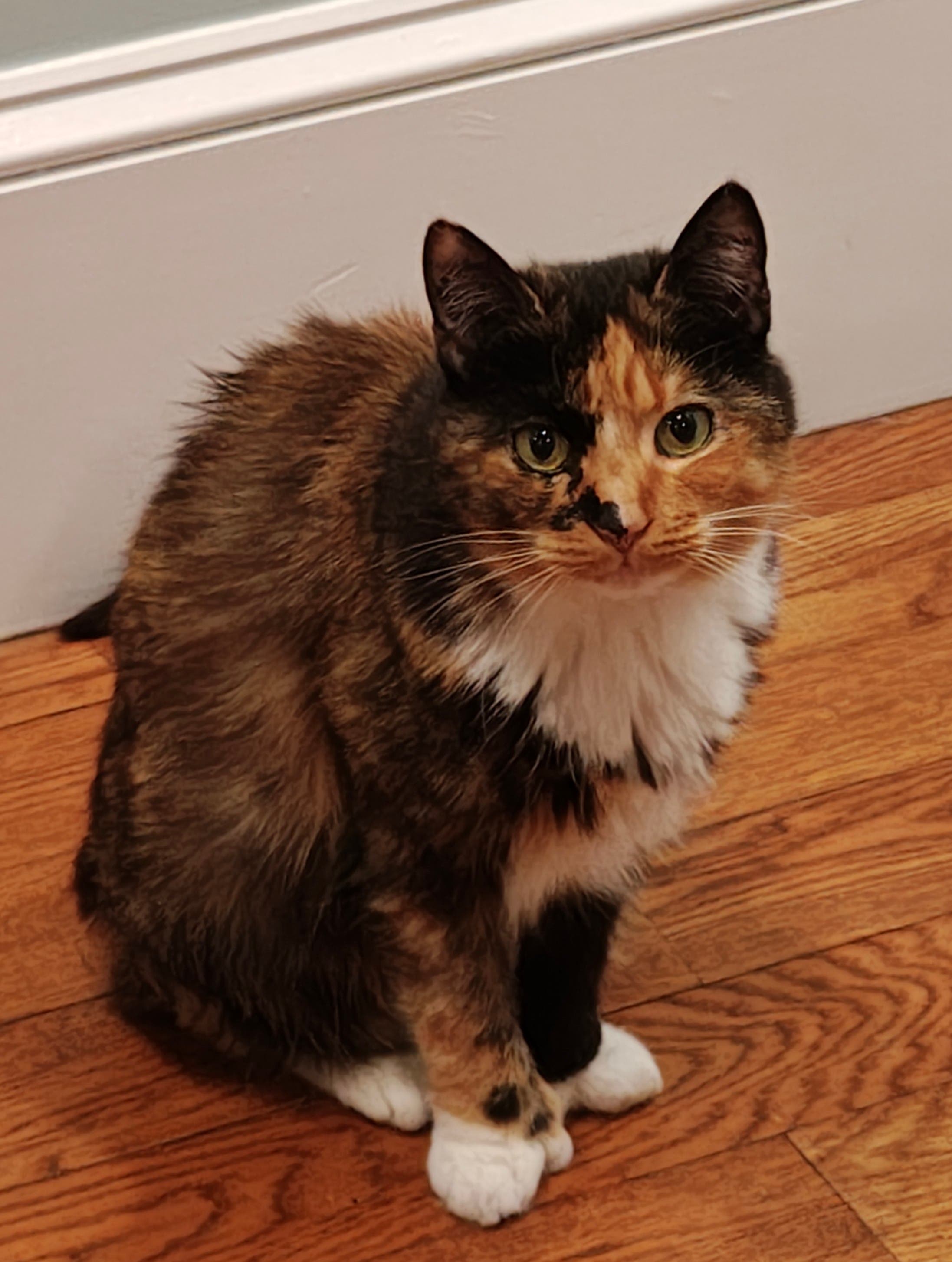 Lost Cat