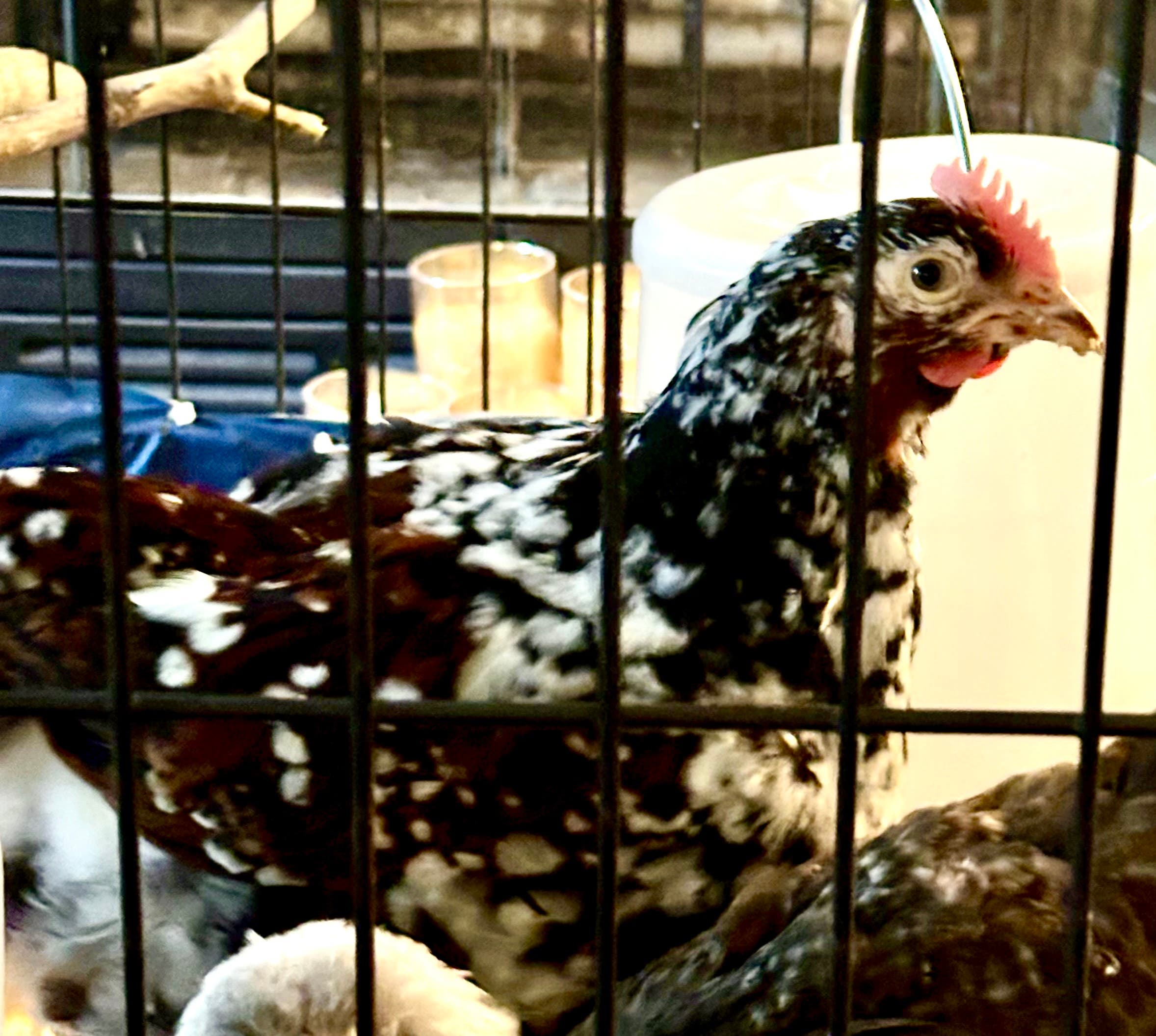 Free Jubilee Orpington Rooster