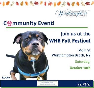 Westhampton Fall Festival 🍂