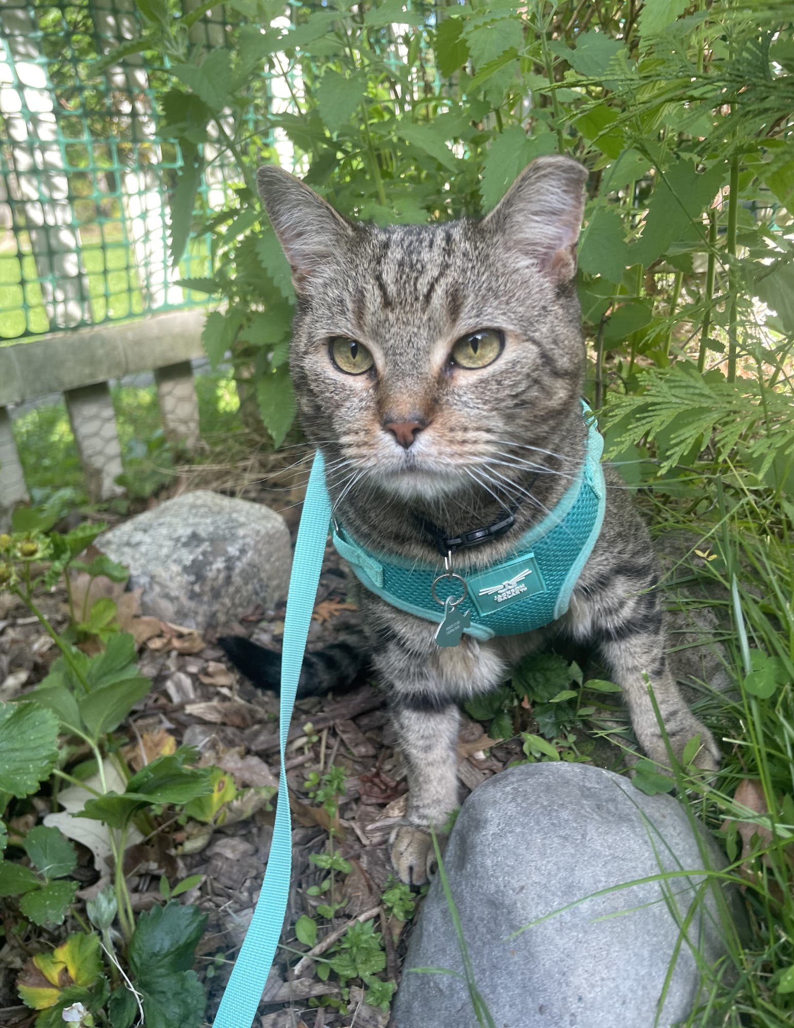 UPDATE: 6.6.26 FOUND & SAFE! Our Beloved Cat is MISSING
