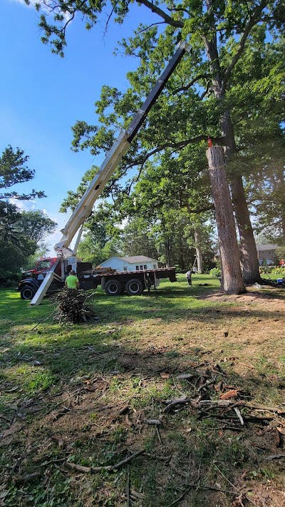 What Causes Large Trees to Fall Without Warning? Arborists Explain in Glen Burnie, MD