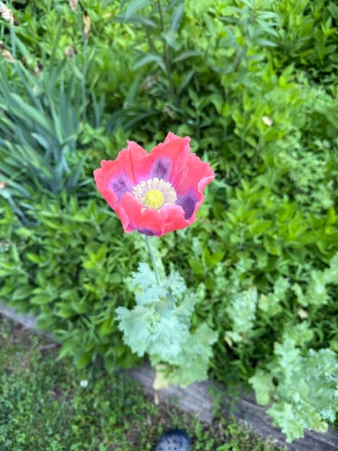 Garden Help
