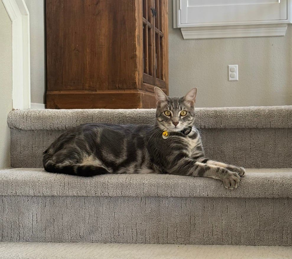 Missing Cat