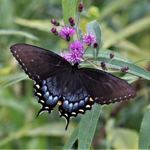 Butterfly Encounter Date Night