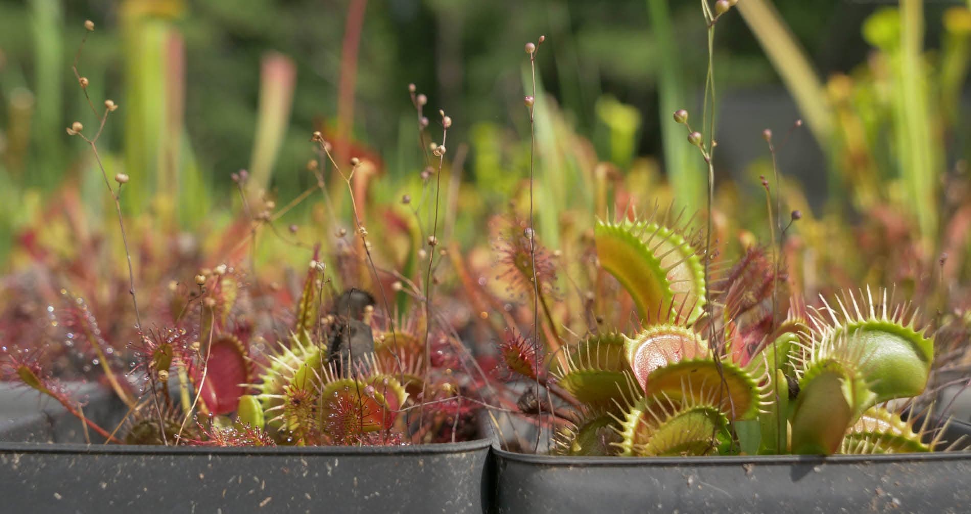 Carnivorous Plant Sale