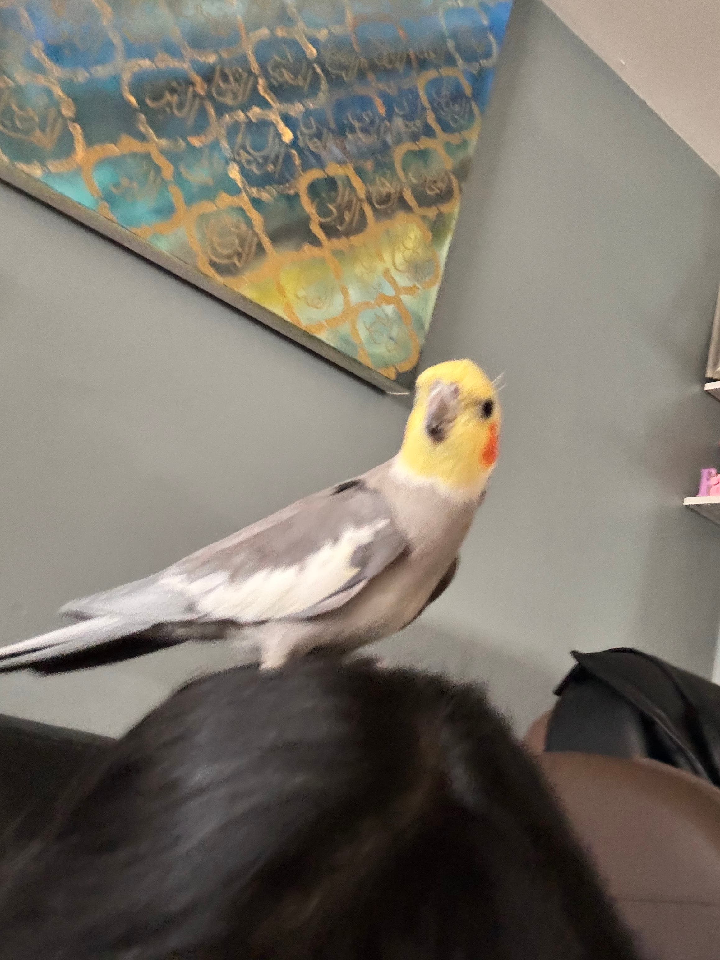 Lost Cockatiel