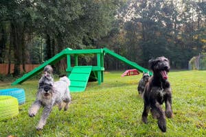 Best In Show