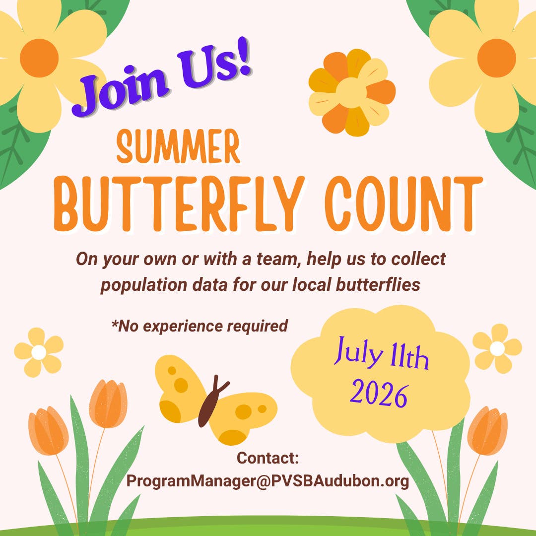 Summer Butterfly Count