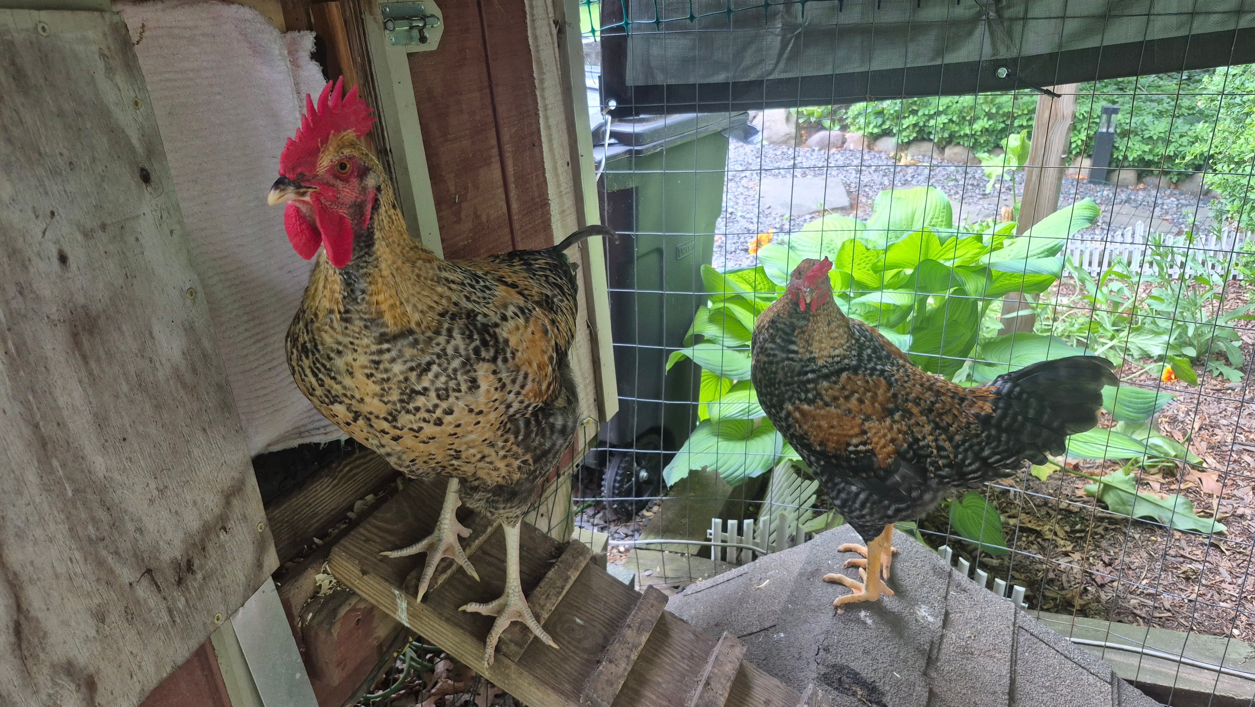 Barred Rock Roosters free to a Good Home