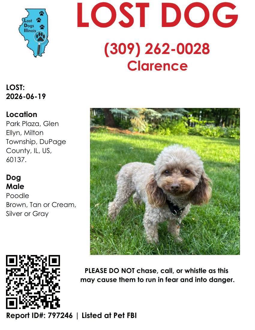 Missing Poodle 6/19