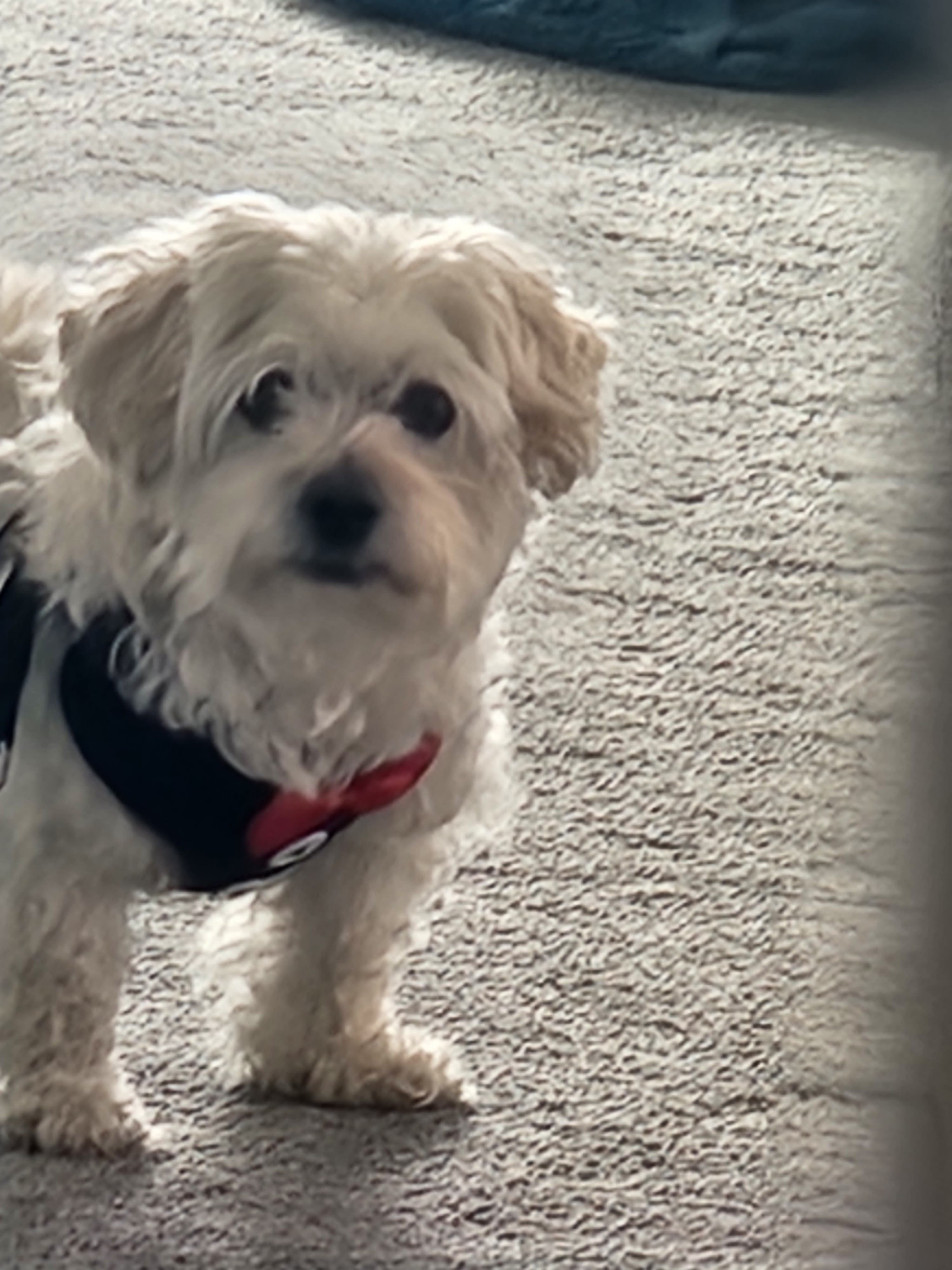 Lost Dog 