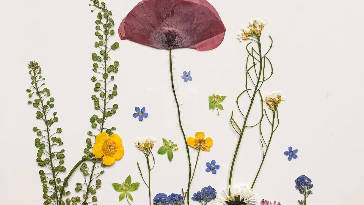 Kids @ Kinney: Flower Pressing & Botany
