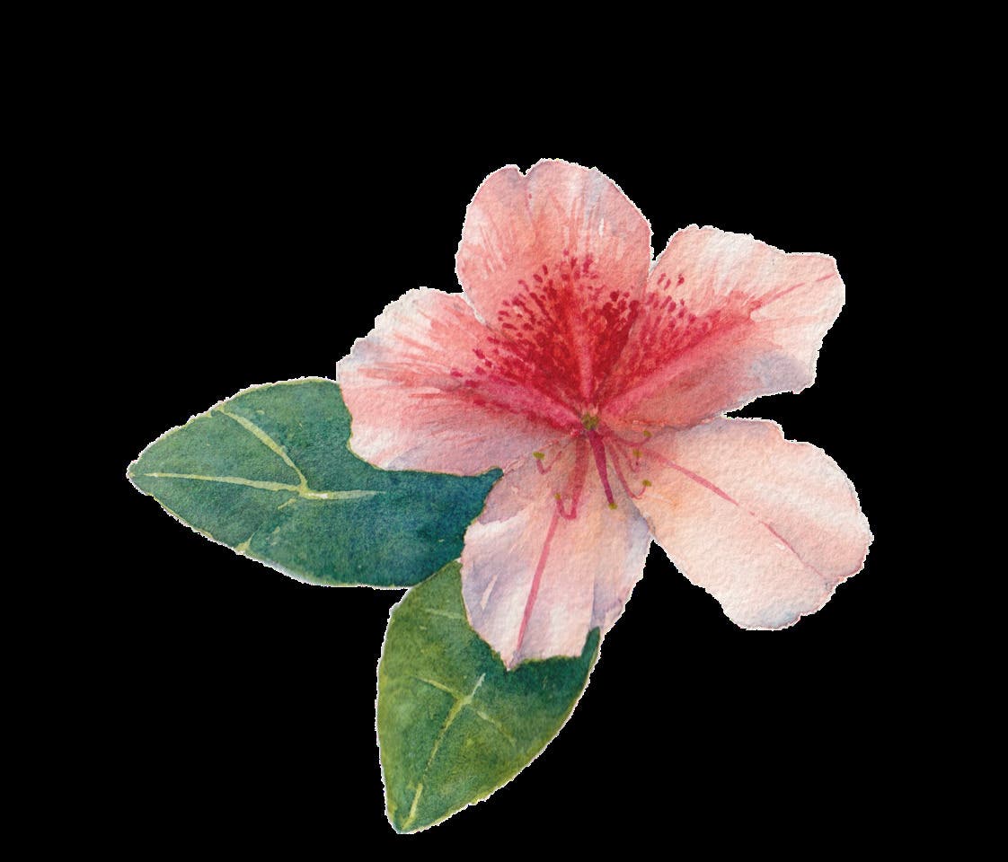 The Garden Unfolding: A Plein Air Flower Study Series