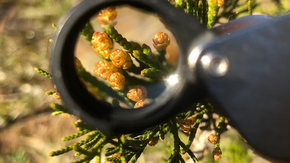 Field Botany by The Kinney Academy