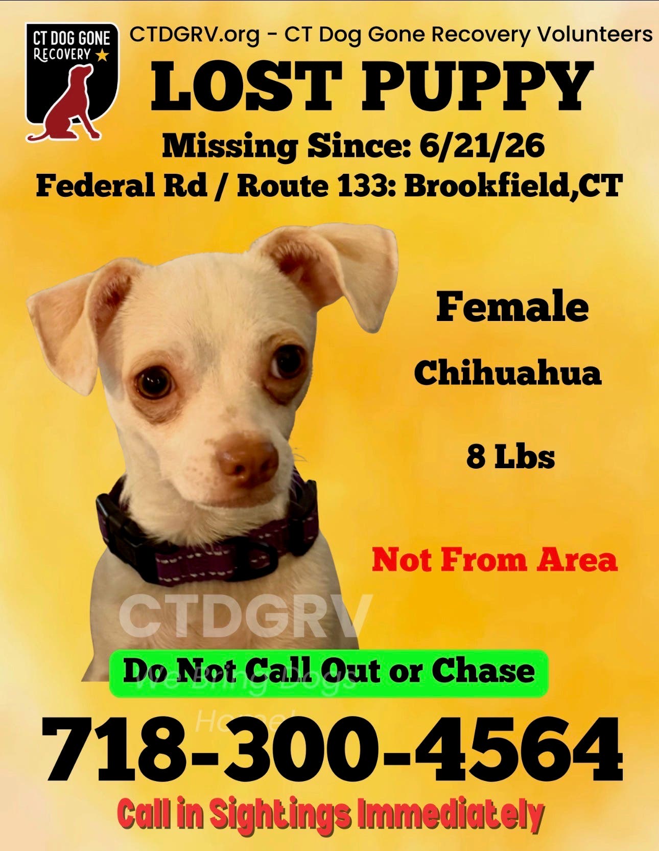 Lost puppy
