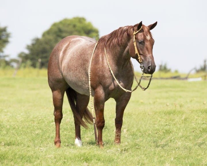 Red Roan Quarter Horse gelding 14.3 hands