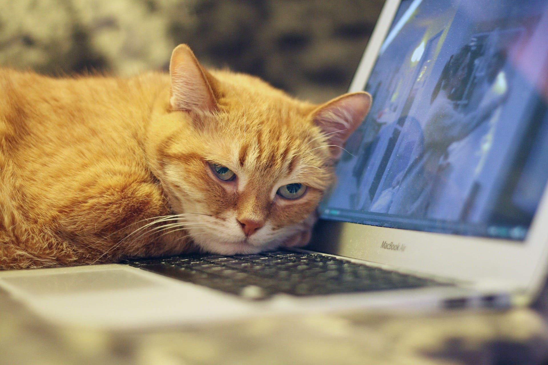 Adult Tech Workshop: Internet Basics