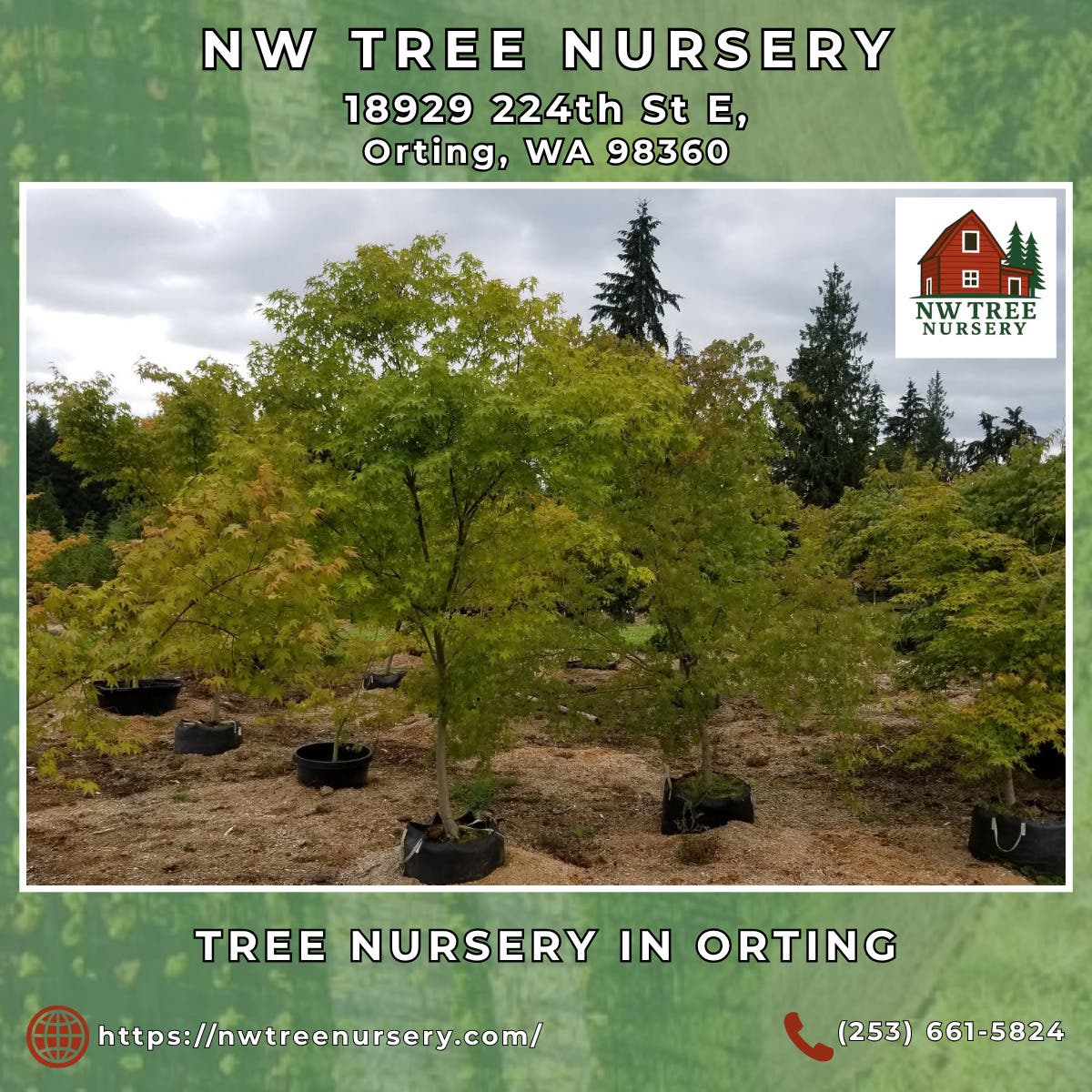 Tree Nursery in Orting - NW Tree Nursery