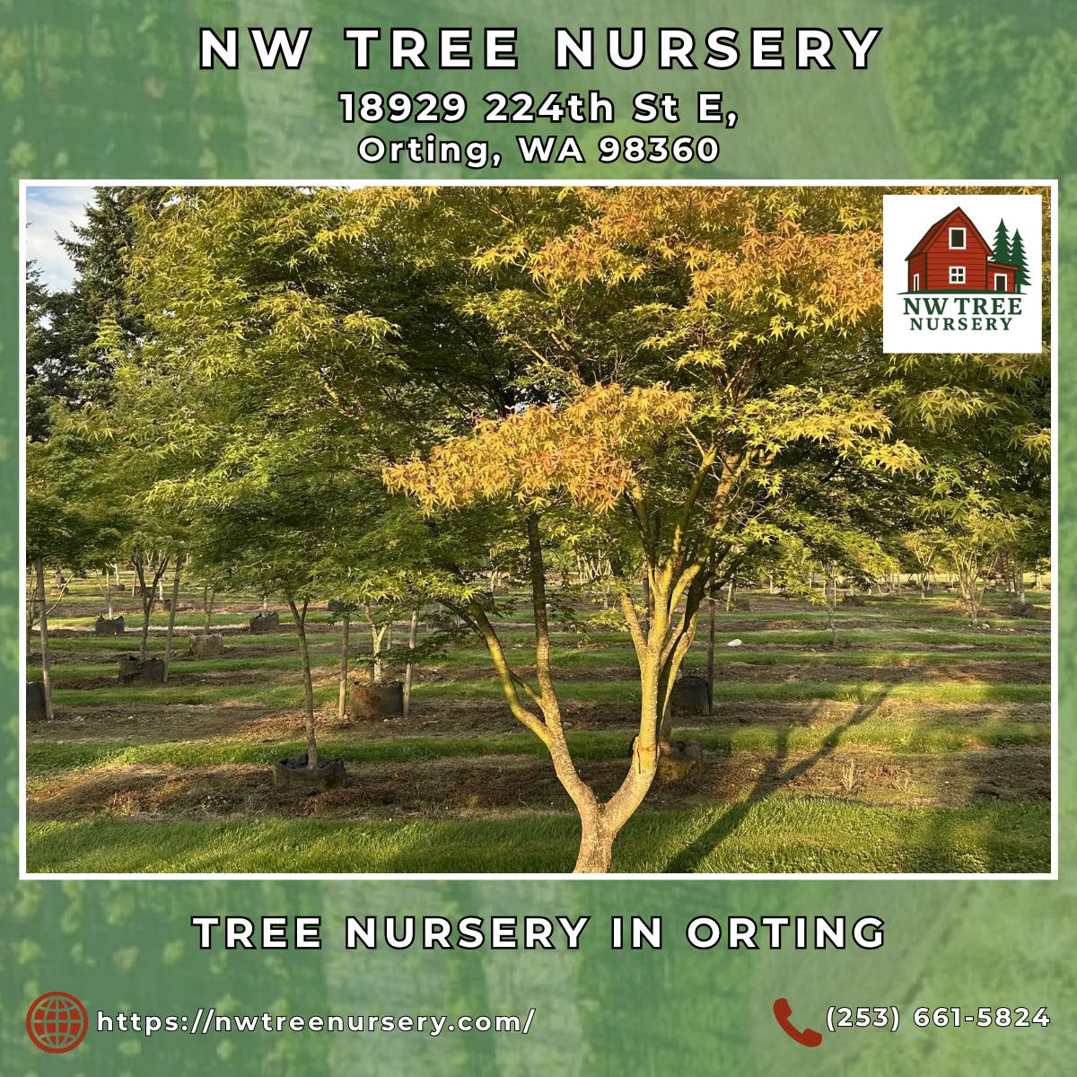 Tree Nursery in Orting - NW Tree Nursery