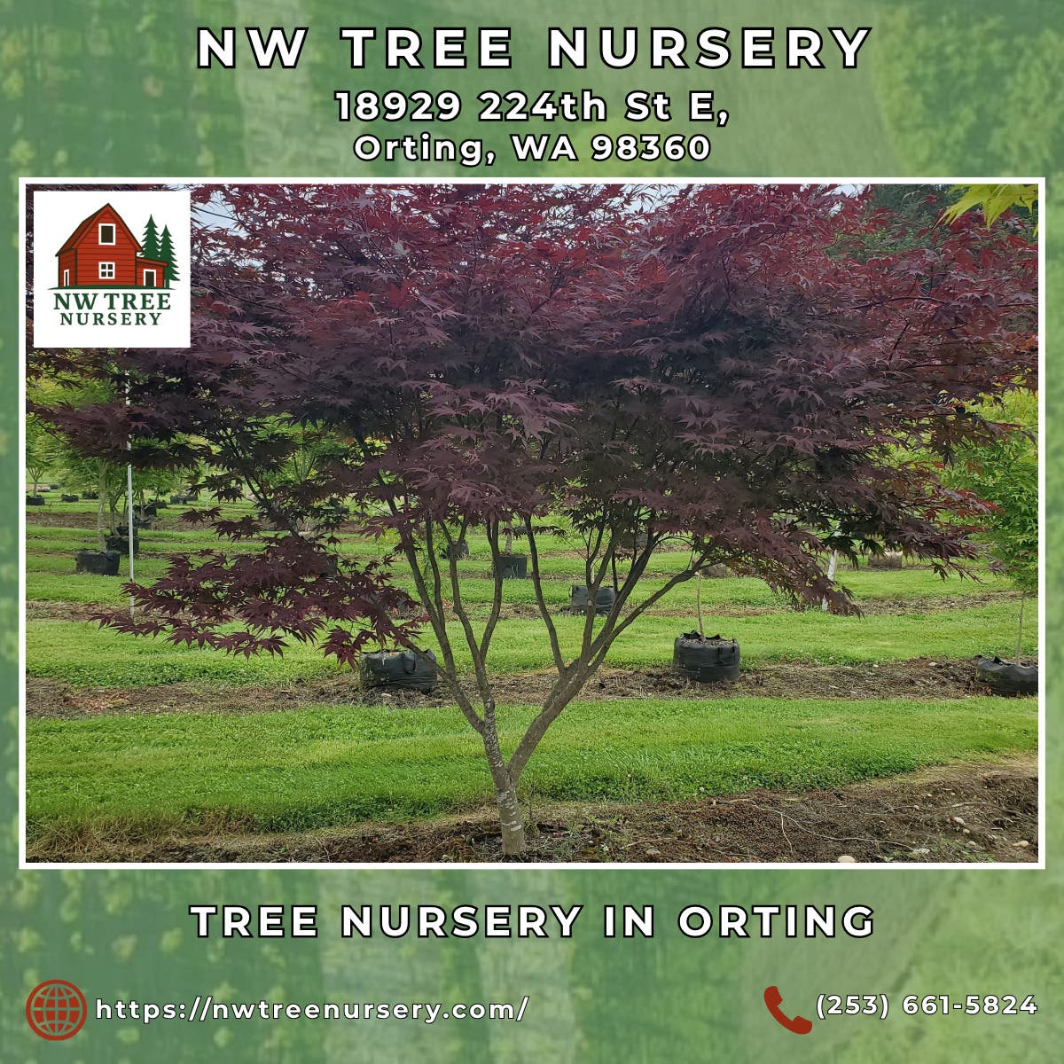 Tree Nursery in Orting - NW Tree Nursery