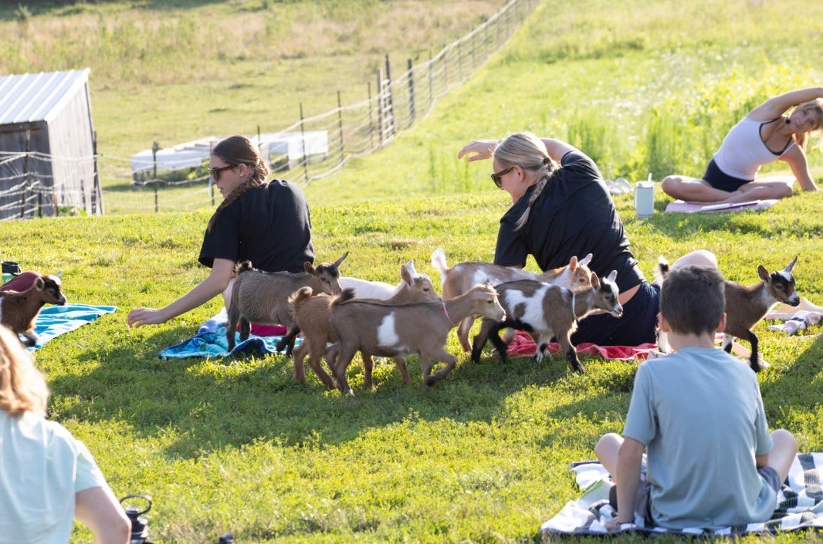 Baby Goat Yoga Class
