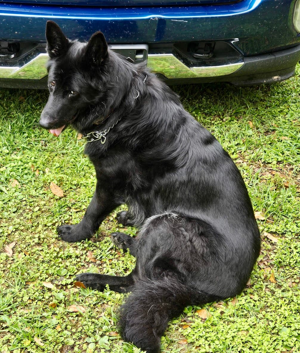 Sweet Senior German Shepherd Female