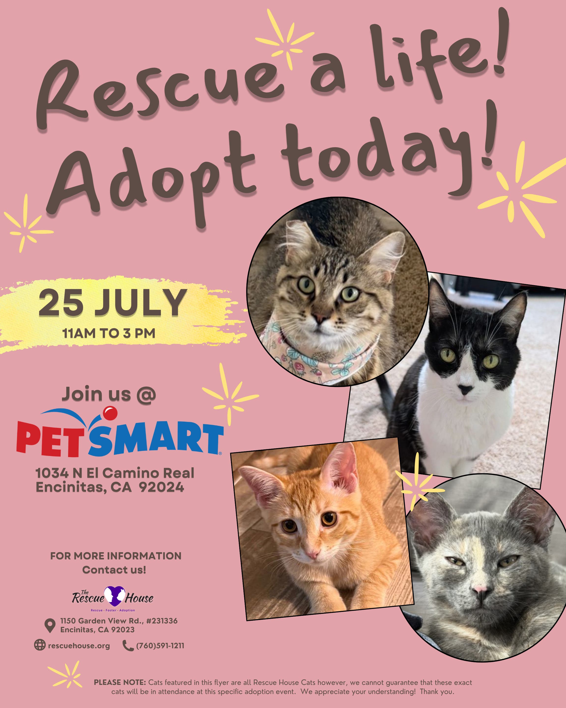 Cat & Kitten Adoption Fair