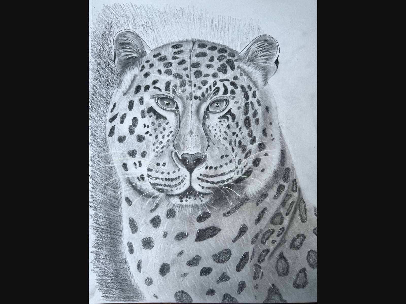 https://patch.com/img/cdn20/users/27314406/20260816/104332/styles/patch_image/public/cheetah___16104052505.jpg