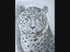 Black-and-white cheetah drawing, showcasing creativity and artistic expression