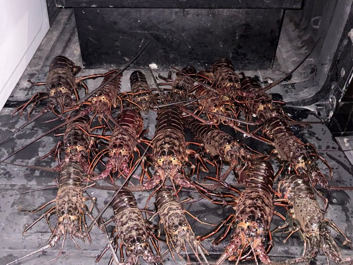 California Department of Fish and Wildlife officers seized 17 illegally caught lobsters and returned them to the ocean alive, authorities said.