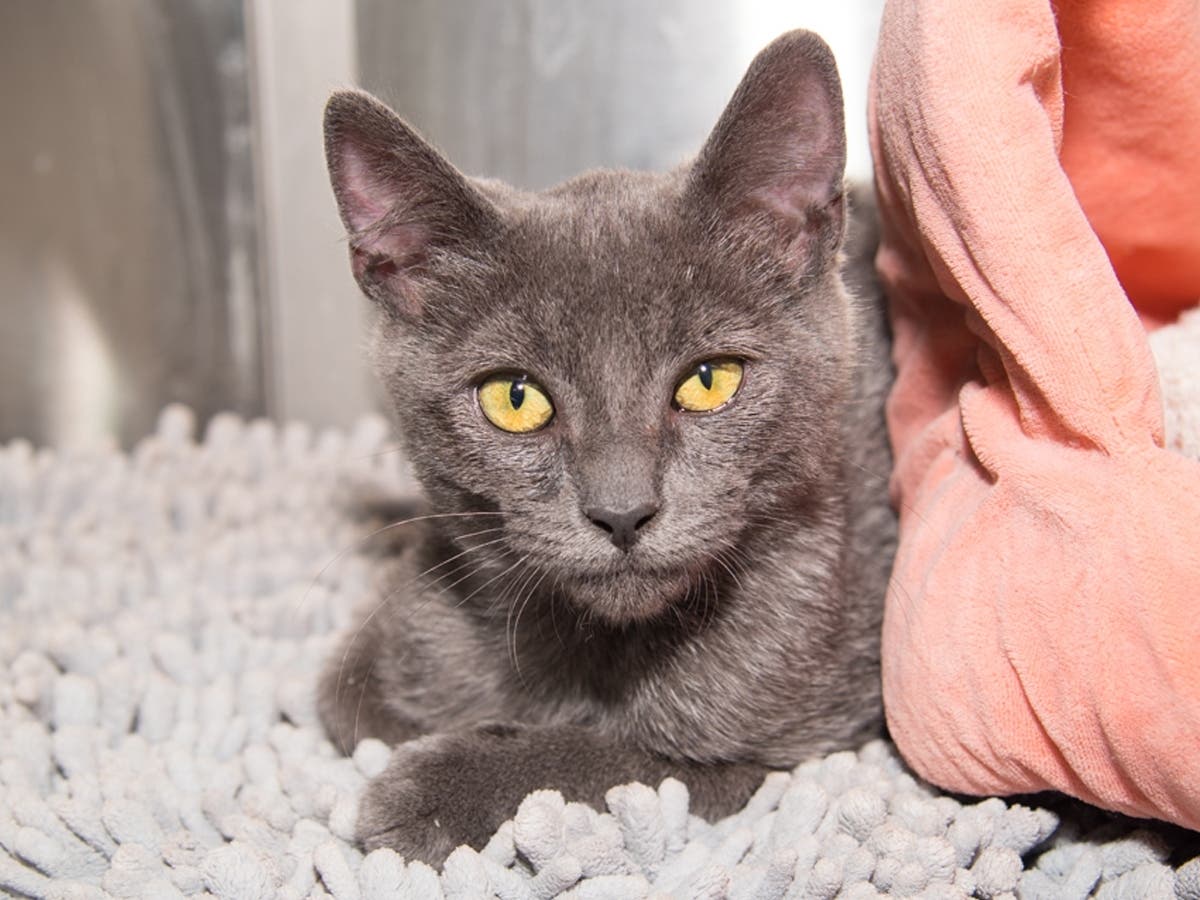 Neptune, a sweet kitten who loves attention and “making biscuits,” is among the animals waiting to be adopted at the Santa Monica Animal Shelter.