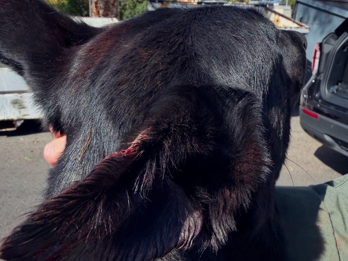 K-9 Wouter is recovering after police said an armed suspect bit the Redondo Beach police dog during an apprehension in Wilmington, tearing off a portion of his ear.