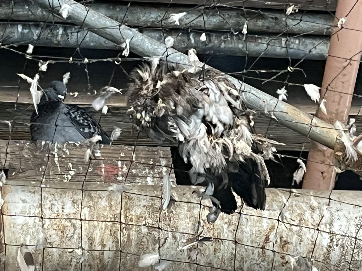 Dead Pigeons Hang From Santa Monica Pier As City Weighs Netting Removal