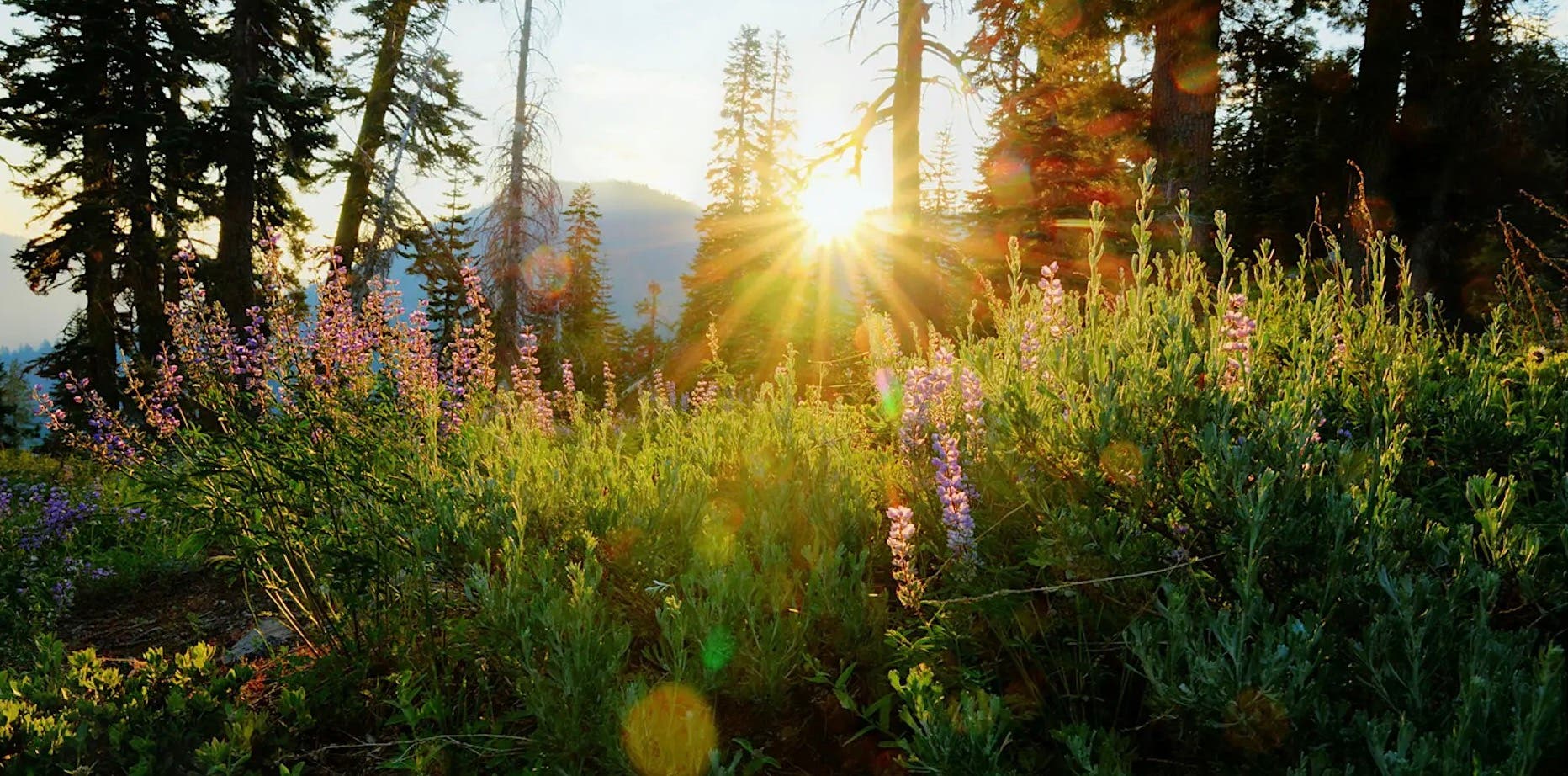 Wild Edible & Medicinal Plants of Blackwood Canyon