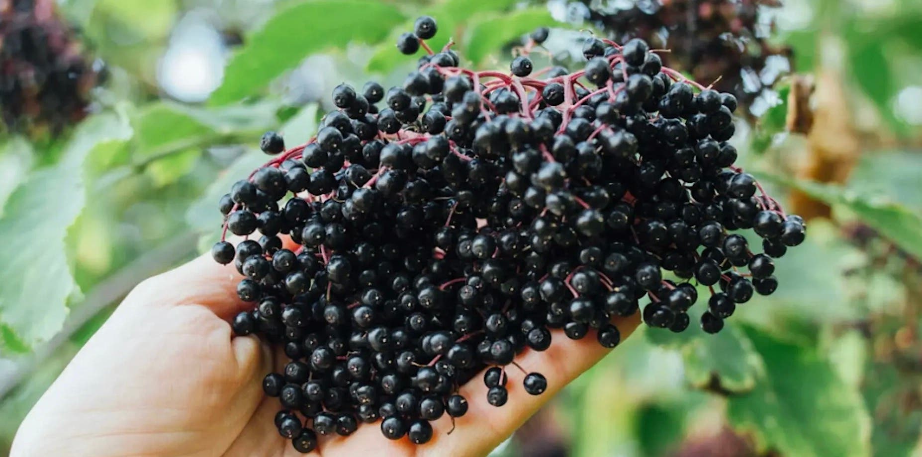 The Alchemy of Elderberry: Plant Walk, Medicine Making, & Mythology