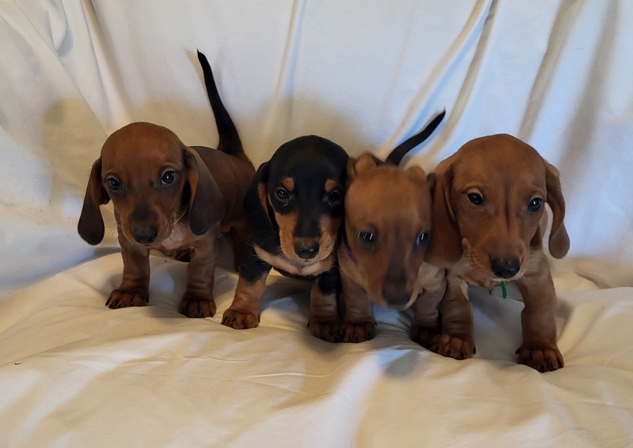 Dachshunds AKC Minis