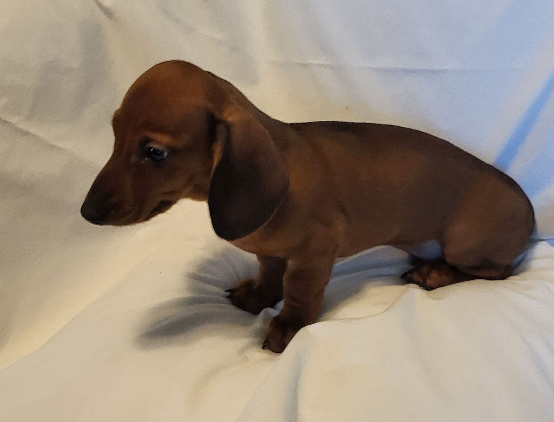 Dachshund AKC Mini Red Male