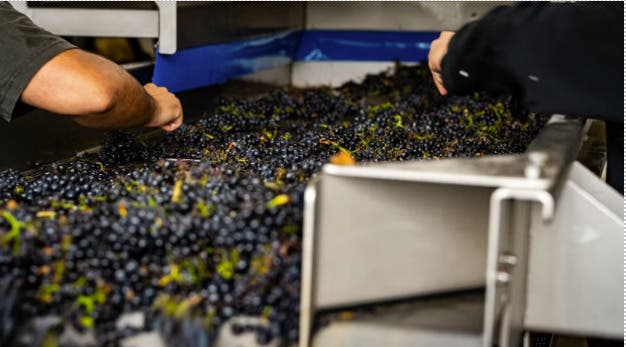 Harvest Tour and Tasting at Whitehall Lane Winery