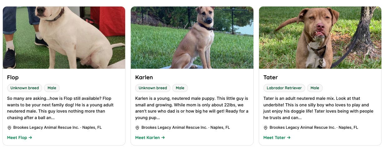 Adoptable dogs in Naples, FL
