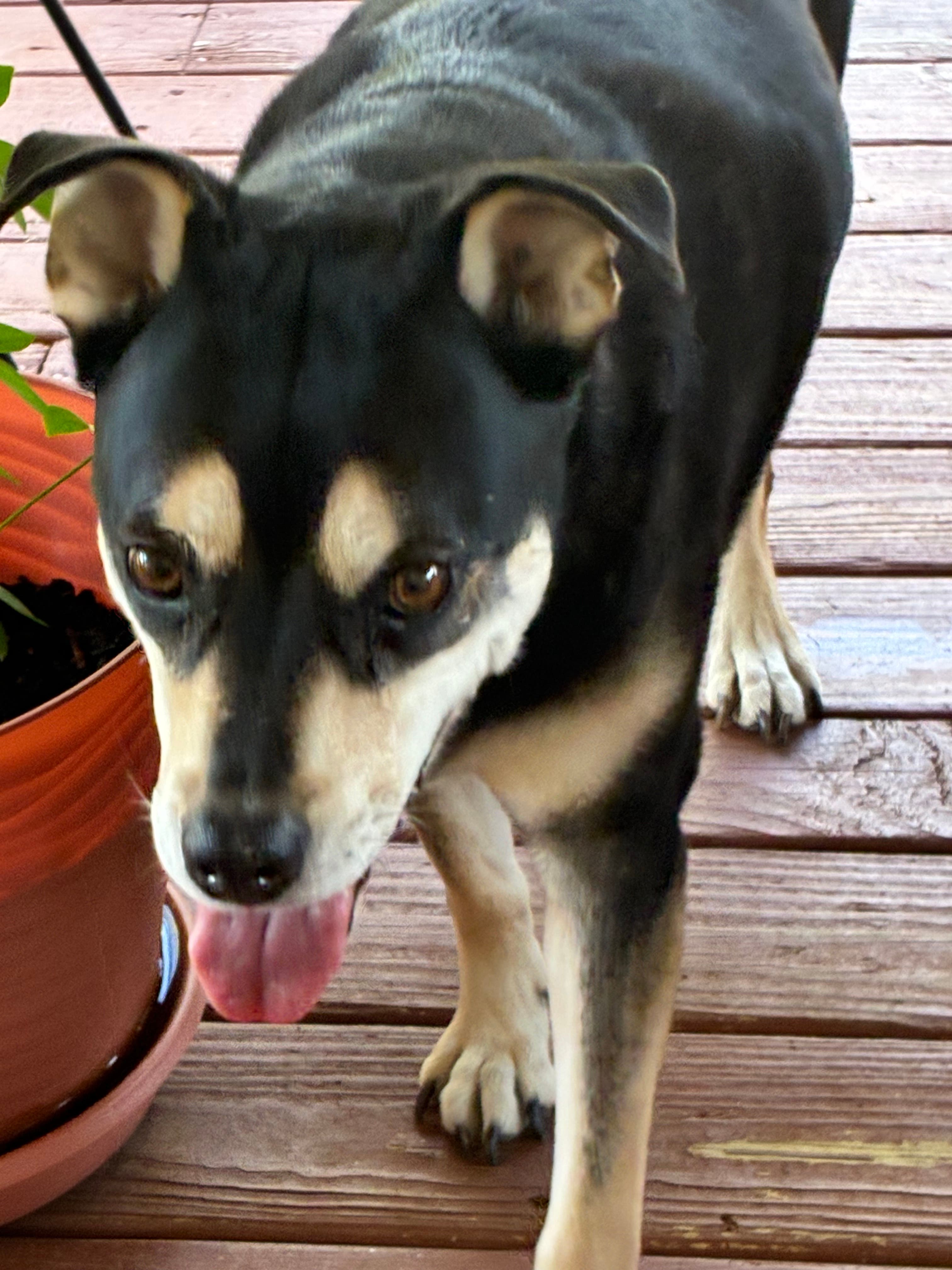 Riley is lost help save her