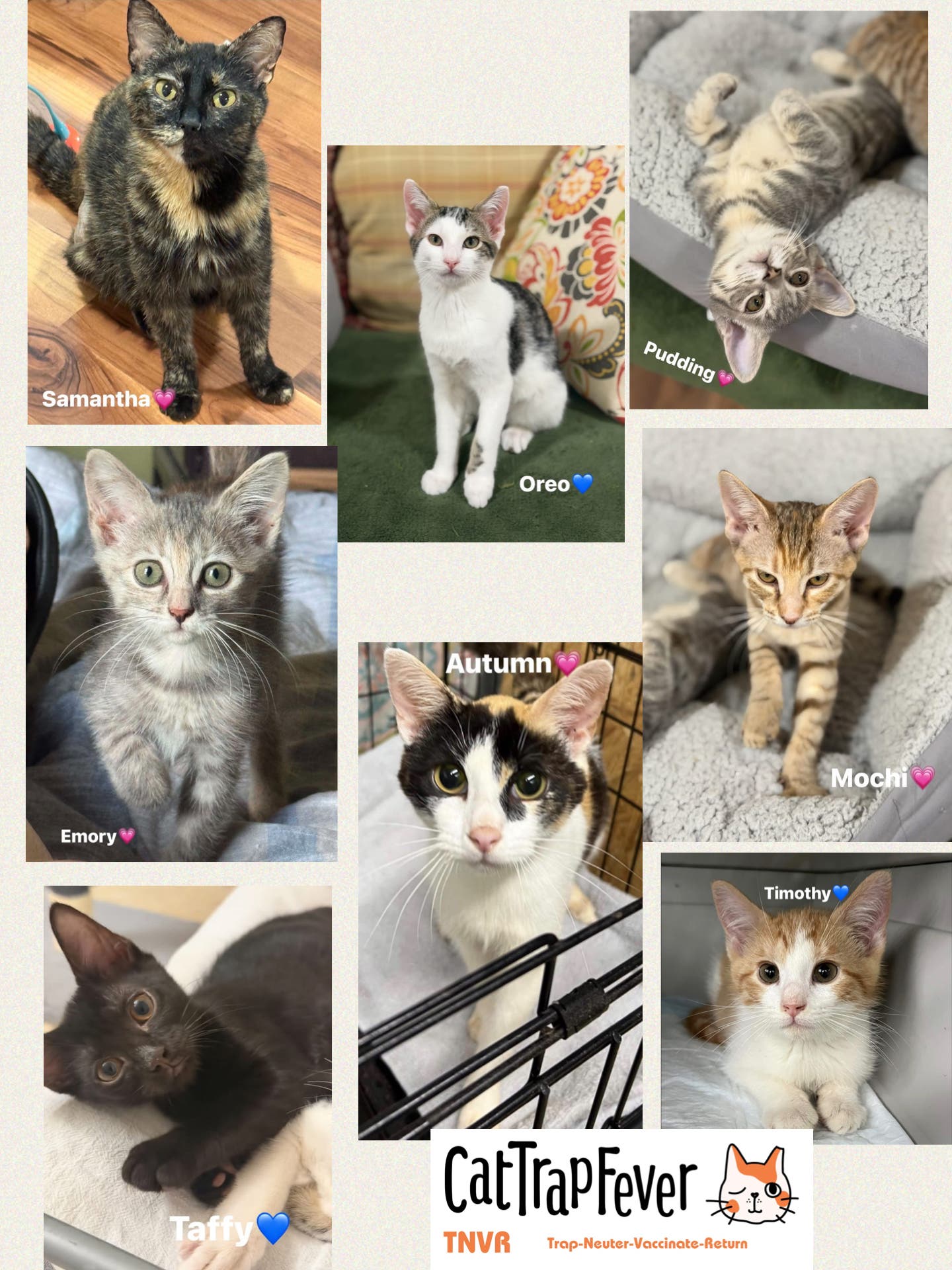 Adorable kitties looking for forever homes 🏡