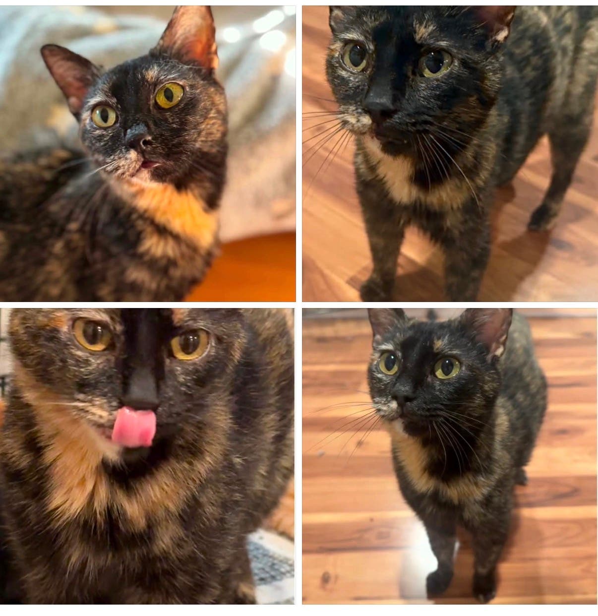 Samantha😸💗