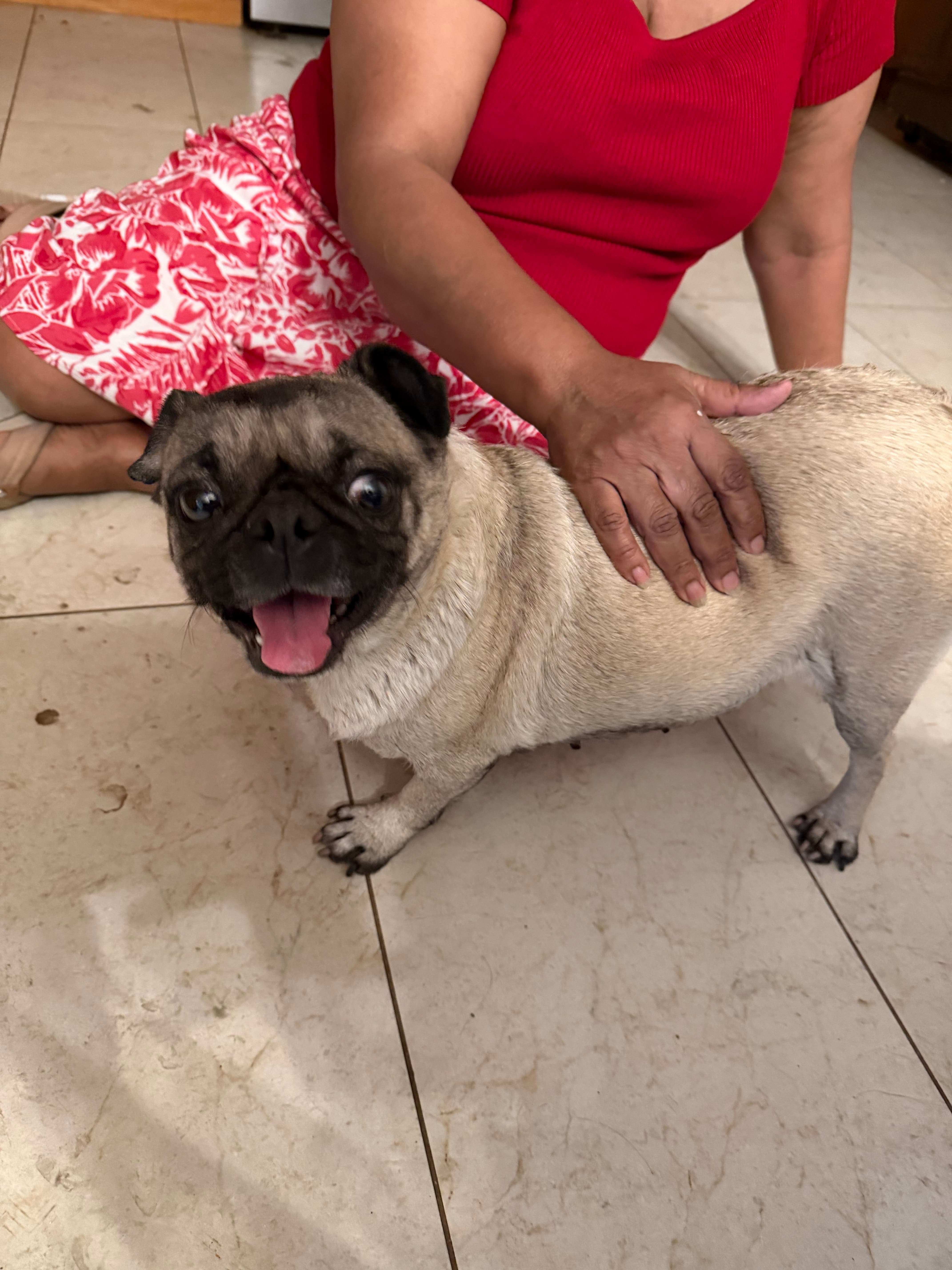Found Dog