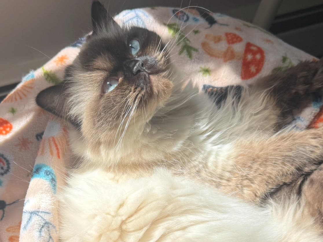 Himalayan