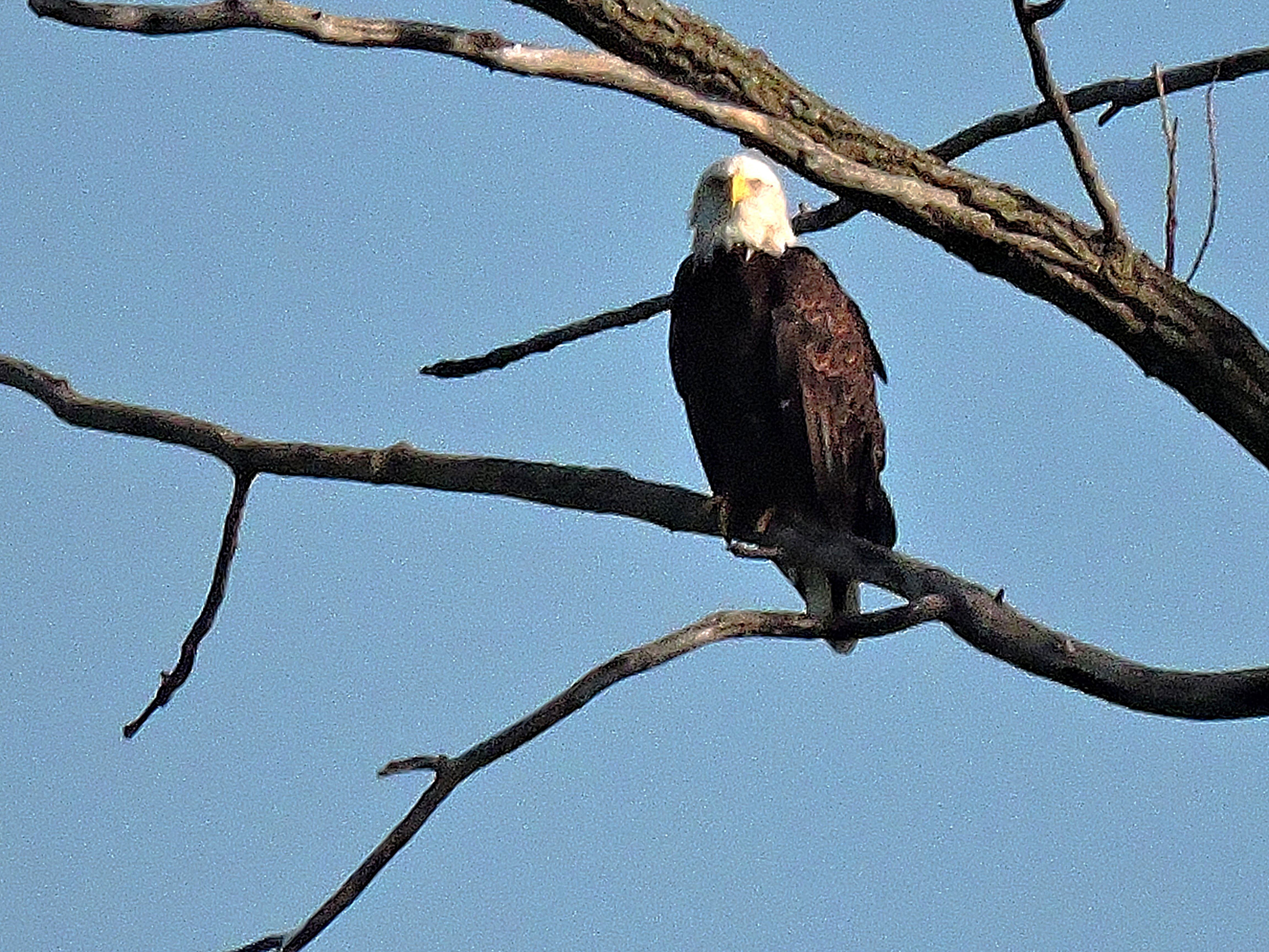 Mama Eagle still home in Ptown