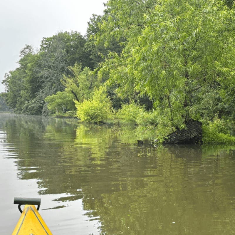  🚣Kayak Nature Immersion: A Sensory Experience on the Water 💧