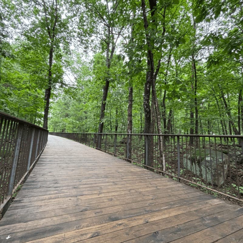 🍃 A Sensory Journey in Nature: Accessible Forest Bathing ✨