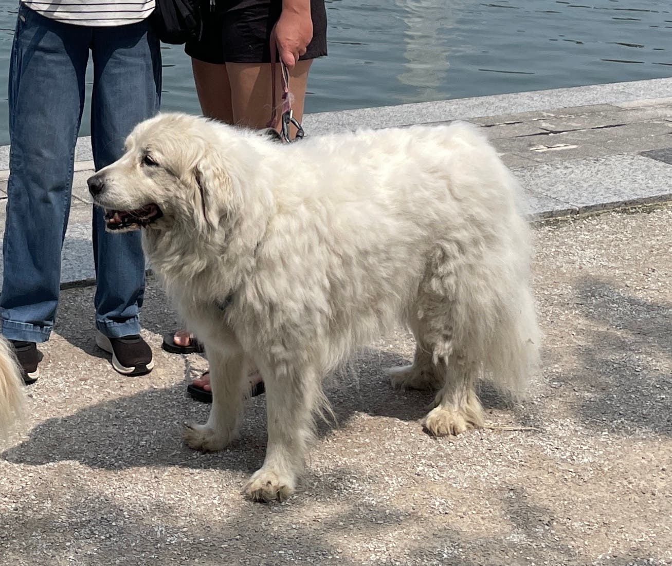 LOST DOG - Great Pyrenees missing today in U City