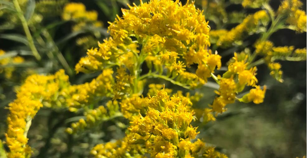 First Saturday Wellness Walk - Island Trails at Spring Lake