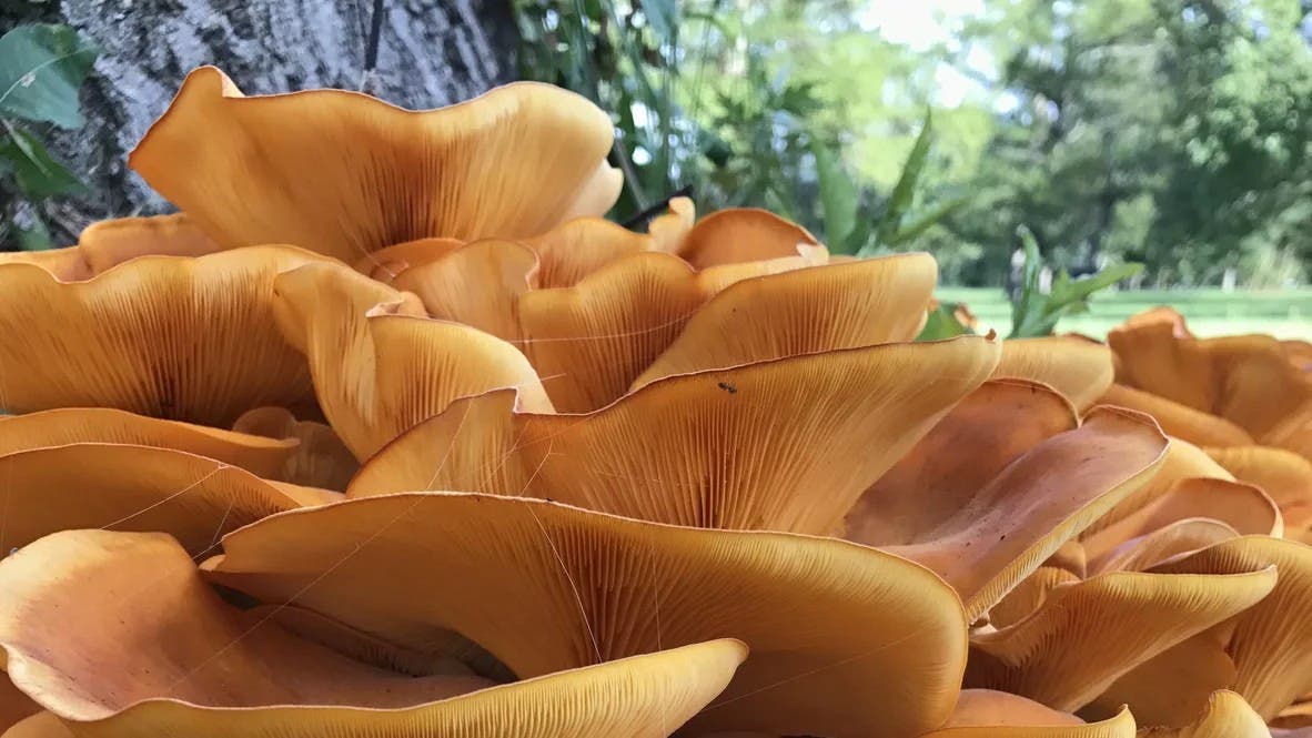 Morning Mushroom Walk